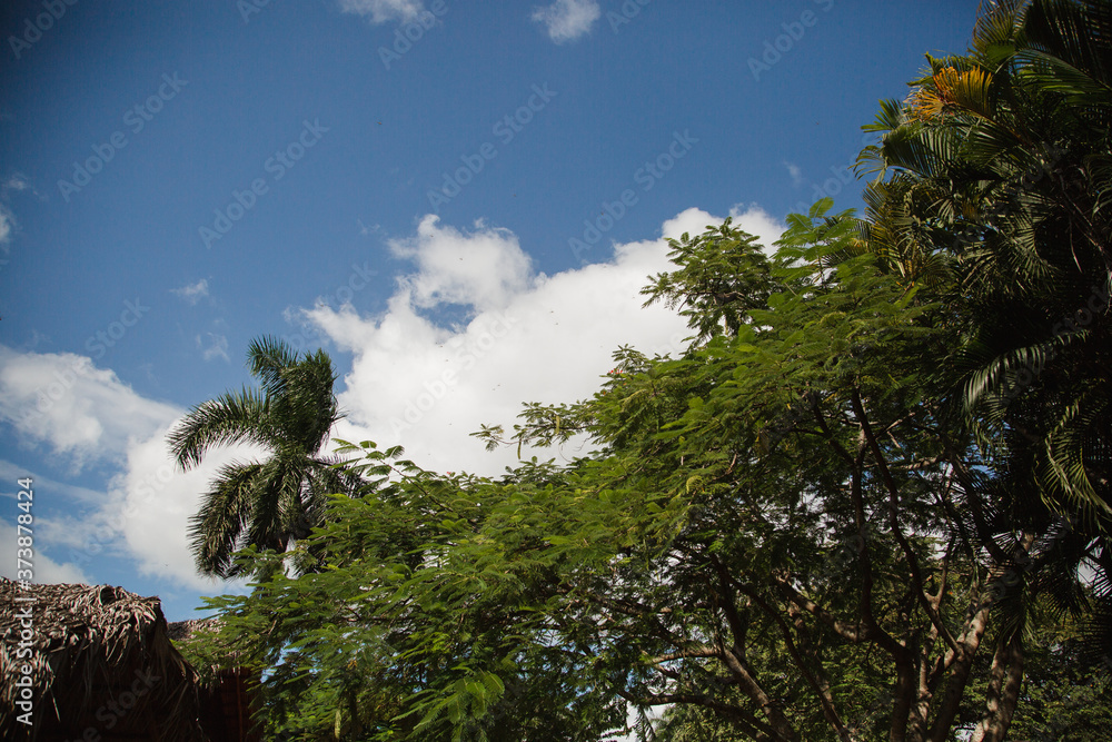 Obraz premium clouds over the forest