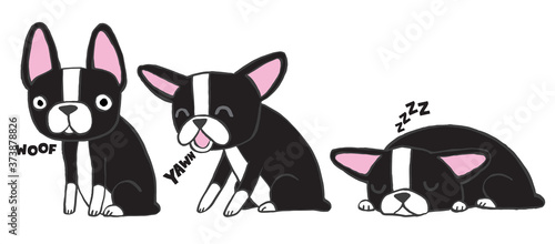 Boston Terrier pups awake and sleeping. Vector illustration. 