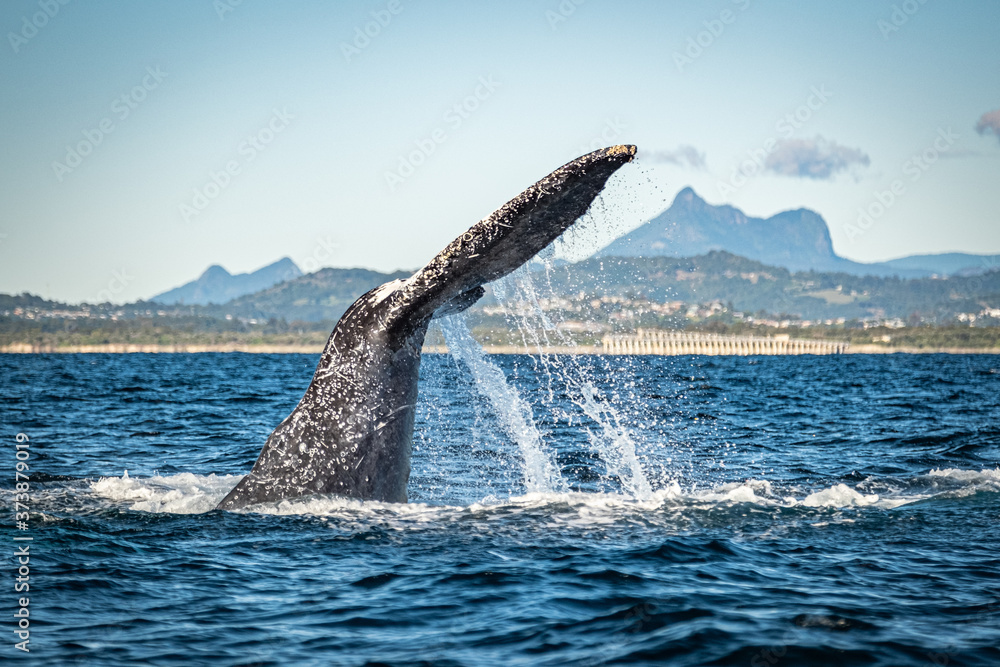 Obraz premium Whale watching along the Tweed Coast, Australia 