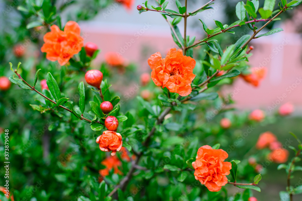 Close up of beautiful small vivid orange red pomegranate flowers in full bloom on blurred green background, photographed with soft focus in a garden in a sunny summer day.