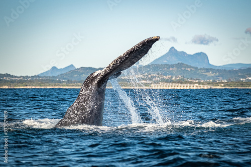 Whale watching along the Tweed Coast, Australia  © Amanda