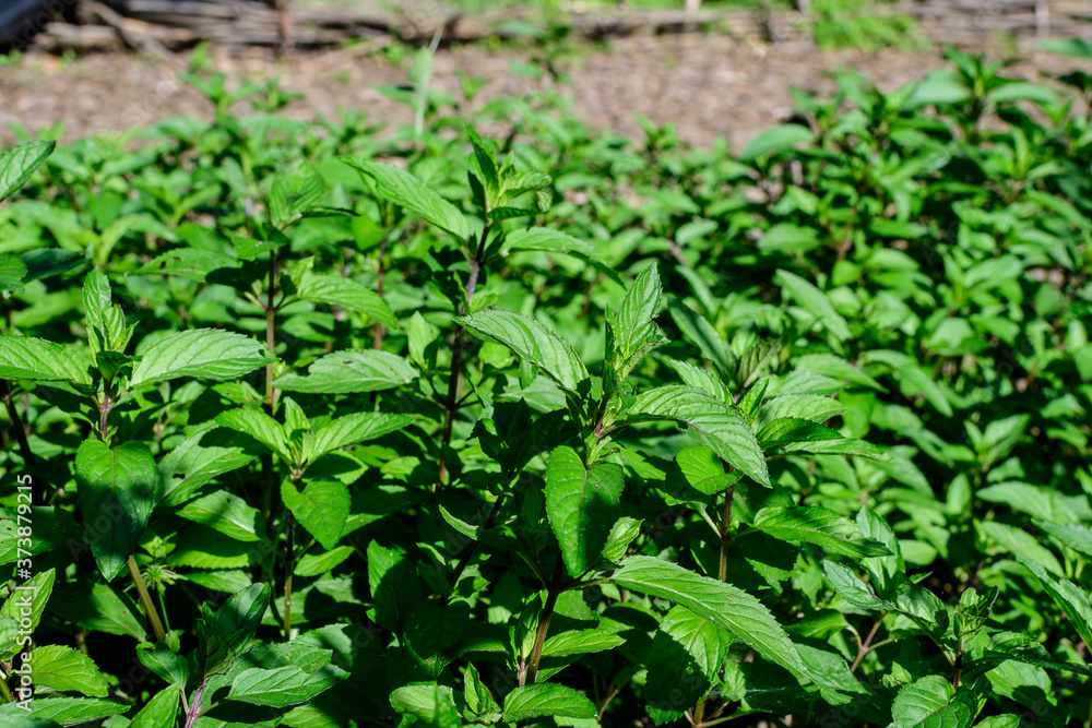 Fresh green peppermint or mentha × piperita, also known as Mentha balsamea leaves in direct sunlight, in an organic herbs garden, in a sunny summer day. Fresh green peppermint or mentha × piperita, also known as Mentha balsamea leaves in direct sunlight, in an organic herbs garden, in a sunny summer day.