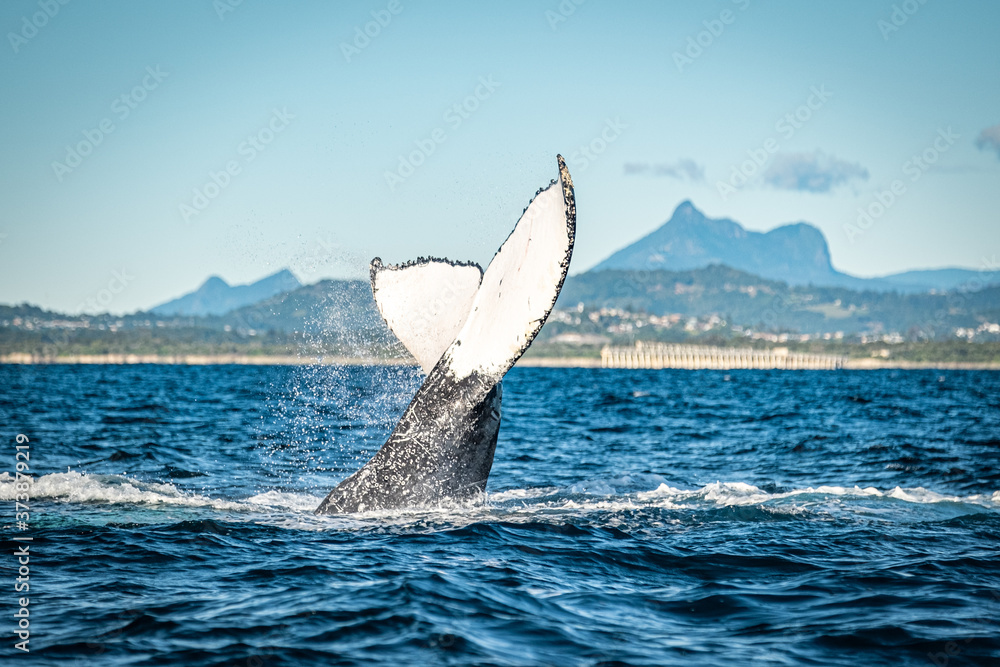 Fototapeta premium Whale watching along the Tweed Coast, Australia