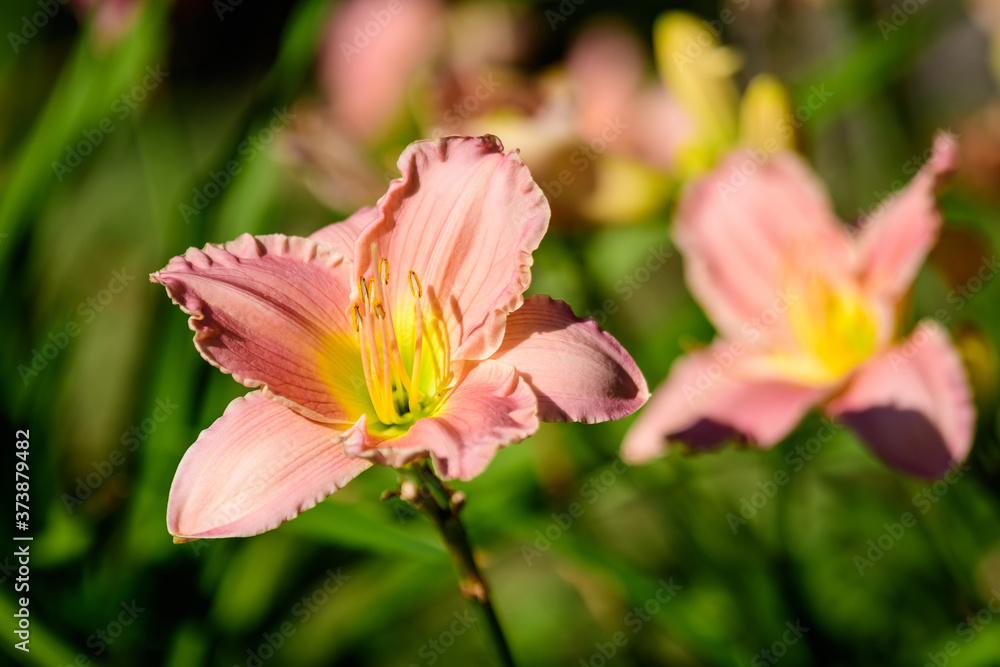 Vivid pink Hemerocallis daylily, Lilium or Lily plant in a British cottage style garden in a sunny summer day, beautiful outdoor background photographed with soft focus. Vivid pink Hemerocallis daylily, Lilium or Lily plant in a British cottage style garden in a sunny summer day, beautiful outdoor background photographed with soft focus.