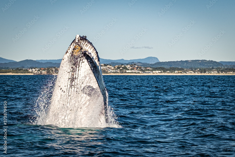 Fototapeta premium Whale watching along the Tweed Coast, Australia 