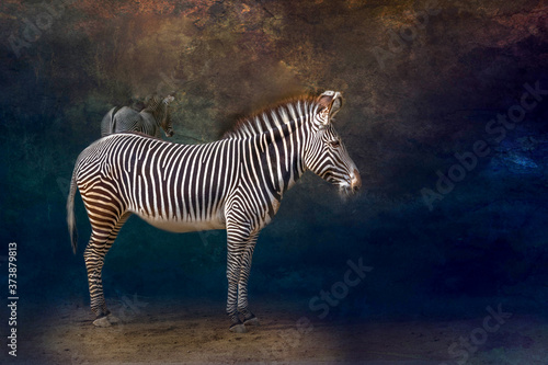 closeup of a standing zebra