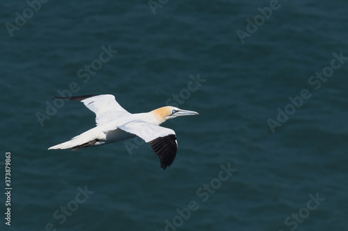 Flying gannet over the sea  © Grzegorz Lenkiewicz