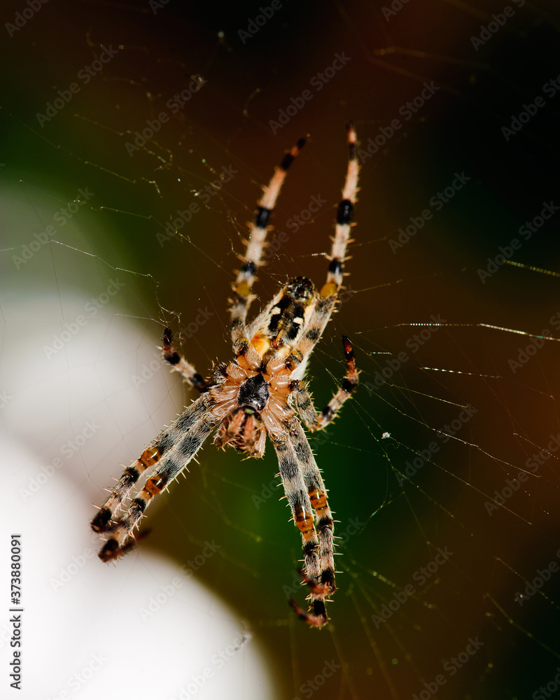 Macro view of cross spider Araneus diadematus in cobweb over light spot on dark background Macro view of cross spider Araneus diadematus in cobweb over light spot on dark background