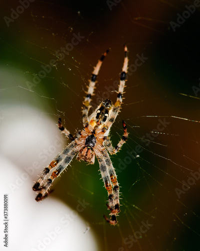 Macro view of cross spider Araneus diadematus in cobweb over light spot on dark background