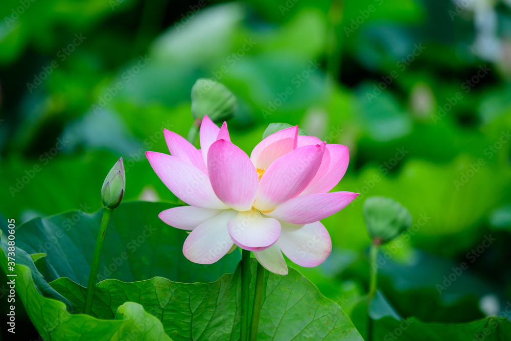 Delicate vivid pink and white water lily flowers (Nymphaeaceae) in full bloom and green leaves on a water surface in a summer garden, beautiful outdoor floral background photographed with soft focus. Delicate vivid pink and white water lily flowers (Nymphaeaceae) in full bloom and green leaves on a water surface in a summer garden, beautiful outdoor floral background photographed with soft focus.