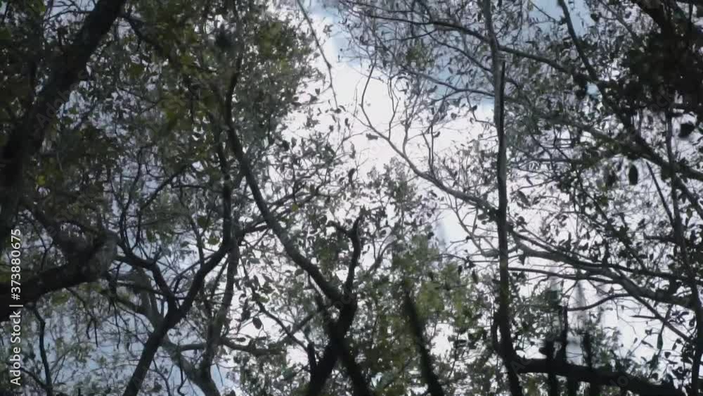 Tree leaves and branches being moved by the wind. Tree leaves and branches being moved by the wind.
