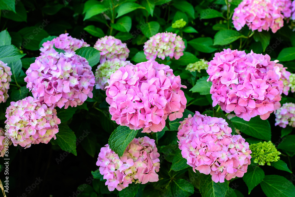 Magenta pink hydrangea macrophylla or hortensia shrub in full bloom in a flower pot, with fresh green leaves in the background, in a garden in a sunny summer day.