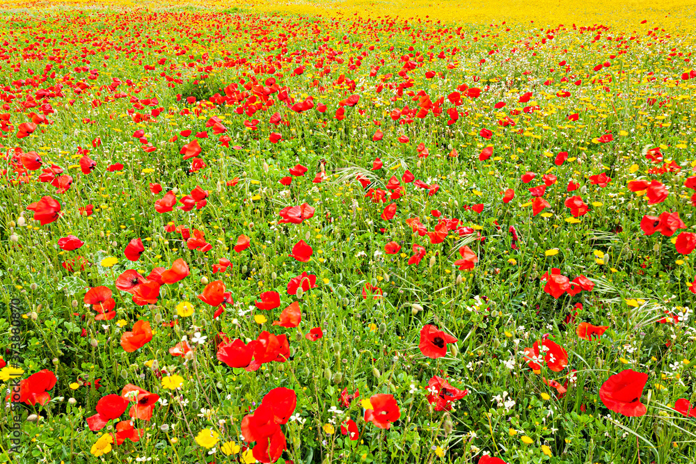 Huge field of poppies on the outskirts of Plasencia