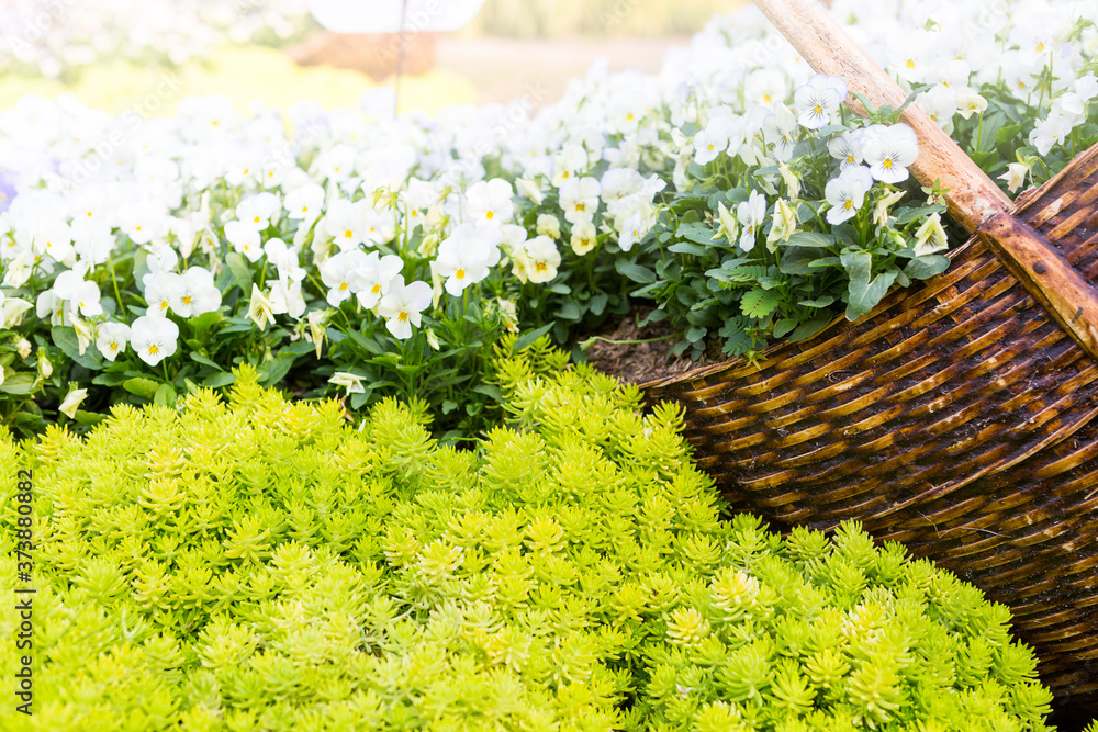 White flower growing in wood basket, garden design idea, spring or summer season garden, outdoor day light