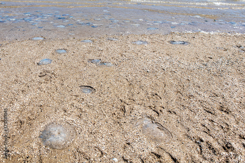 many cornerot jellyfish lie on the seashore after a storm. Bathing hazards photo