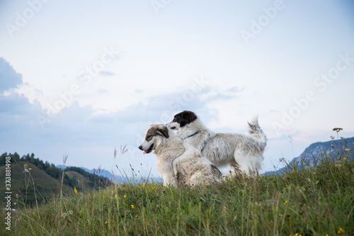 two beautiful white shepherd dogs playing in mountain
