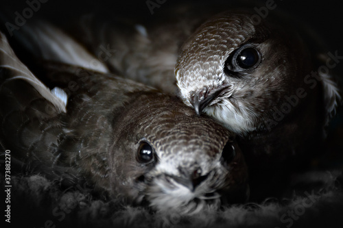 Common Swift juveniles in nest photo
