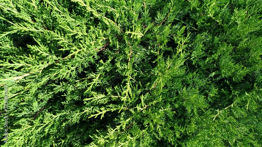 Plant from the genus of gymnosperms - thuja Plant from the genus of gymnosperms - thuja