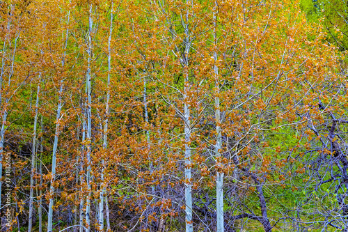 colorful landscape: orange aspen leaves on a green background on the shore of lake Baikal