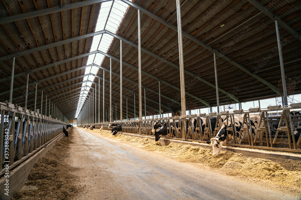 Dairy farm with milking cows in barn. Industrial modern breeding cattle and milk products production. Dairy farm with milking cows in barn. Industrial modern breeding cattle and milk products production.