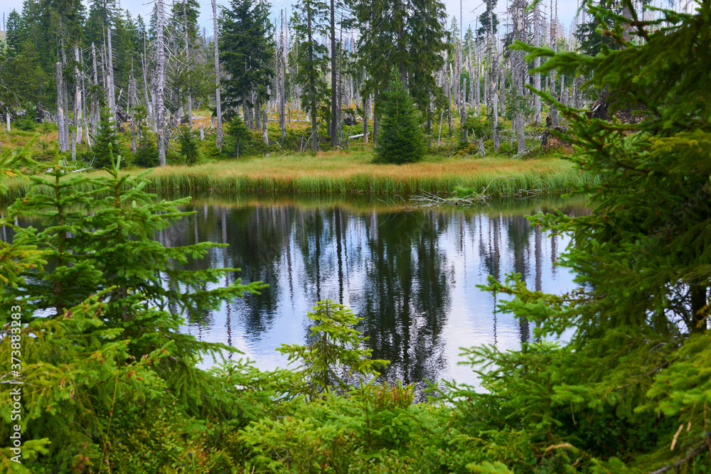 Hikers walking along the trail in a peat bog around a lake Latschensee. Tourists walking in nature reserve. Bavarian Forest National Park, Germany Hikers walking along the trail in a peat bog around a lake Latschensee. Tourists walking in nature reserve. Bavarian Forest National Park, Germany