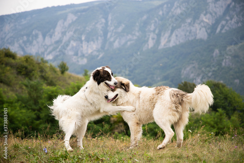 two beautiful white shepherd dogs playing in mountain