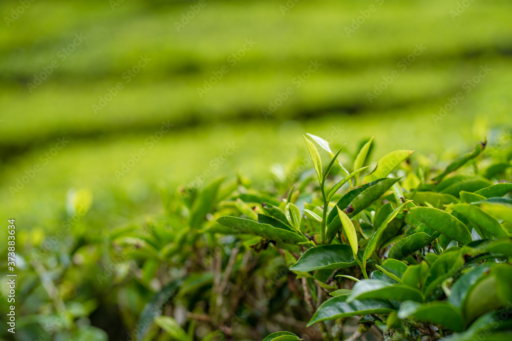 Tea plantations Cameron Valley. Green hills in the highlands of Malaysia. Tea production. Green bushes of young tea. Tea plantations Cameron Valley. Green hills in the highlands of Malaysia. Tea production. Green bushes of young tea.