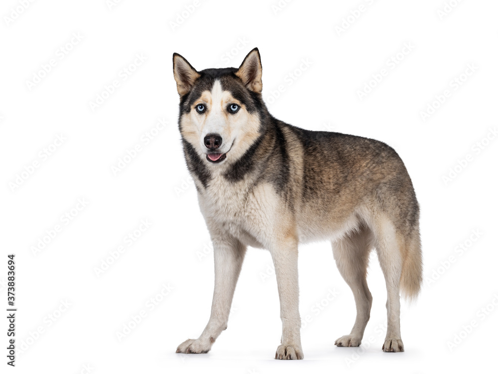 Pretty young adult Husky dog, sitting side ways. Looking towards camera with light blue eyes. Isolated on a white background.