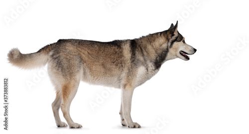 Pretty young adult Husky dog, standing side ways. Looking straight ahead showing profile with light blue eyes. Isolated on a white background.