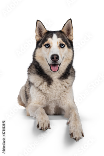 Pretty young adult Husky dog, laying down facing front with paws over edge. Looking towards camera with light blue eyes. Isolated on a white background.