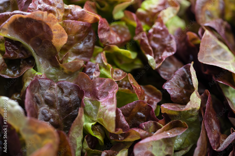 fresh brown red lettuce macro fresh brown red lettuce macro