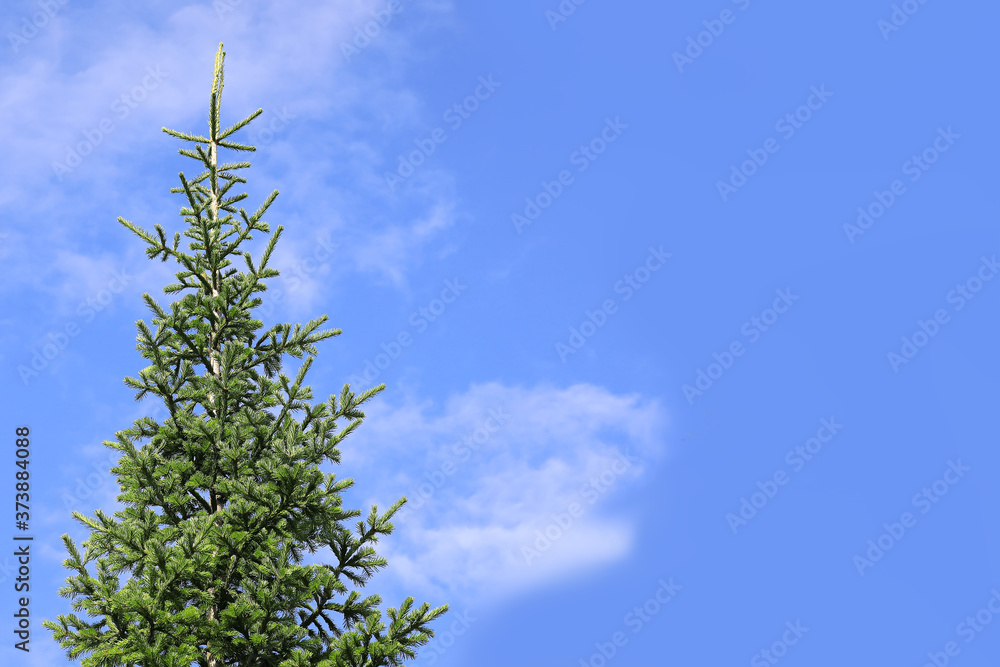 The top of a tall green spruce against the blue sky