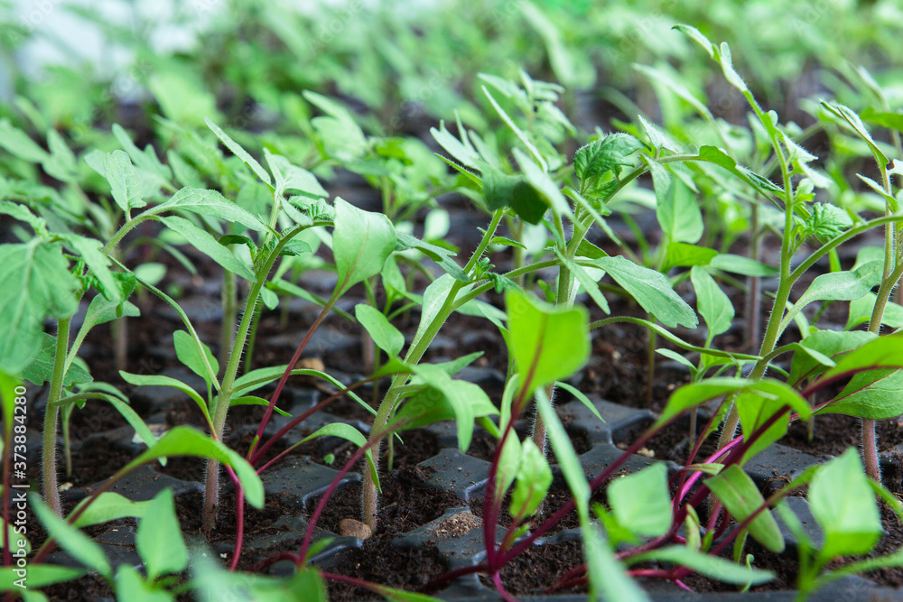 Seedlings in plastic black germination tray. Seedlings in plastic black germination tray.