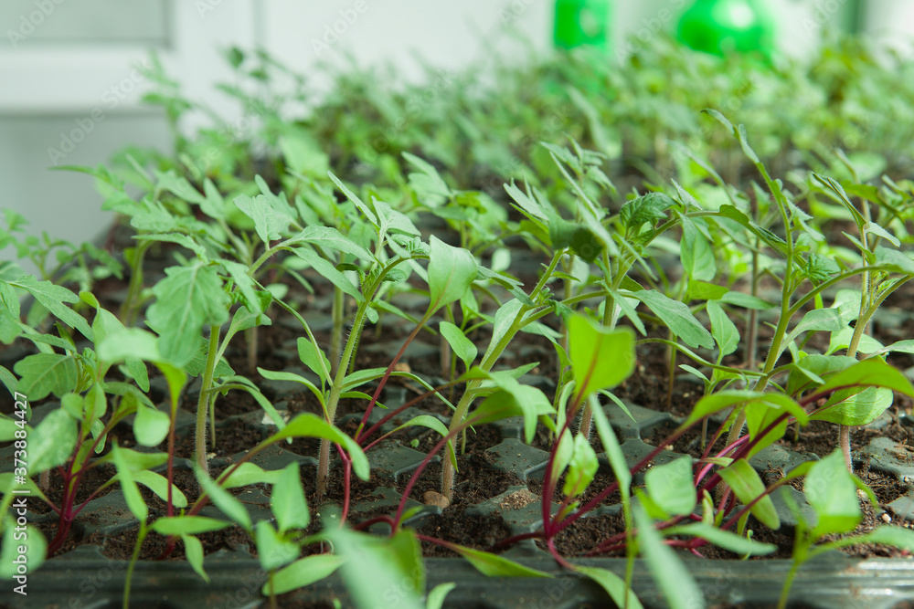 Obraz premium Seedlings in plastic black germination tray.