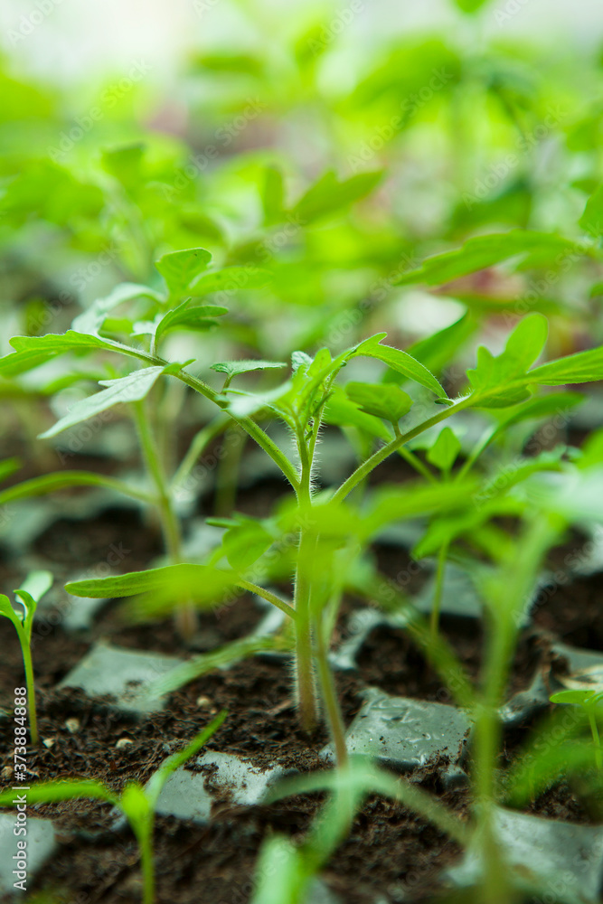 Seedlings in plastic black germination tray. Seedlings in plastic black germination tray.