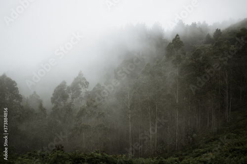 Bosque con niebla, mirador del fitu © Rosa Escudero Ruiz
