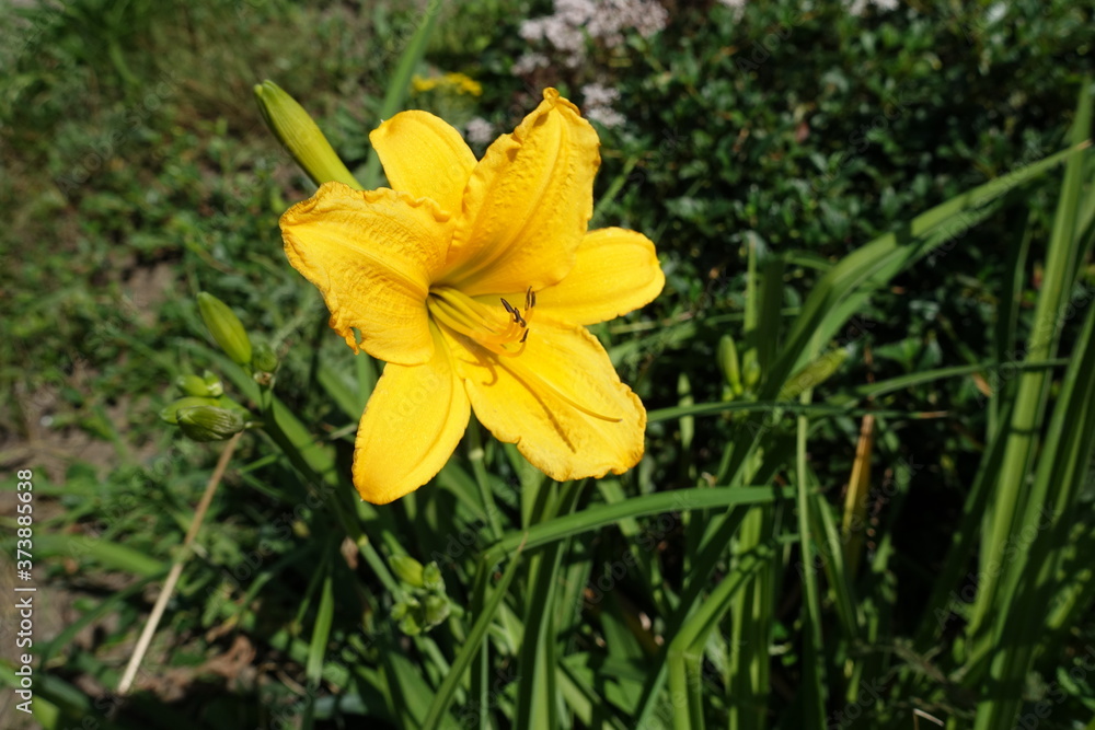 Yellow flower of Hemerocallis fulva in June Yellow flower of Hemerocallis fulva in June