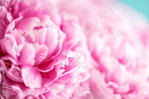 Pink peony flower on blue background. Copy space. Floral composition. Wedding, birthday, anniversary bouquet. Woman day, Mother's day. Macro of peonies flowers © jchizhe