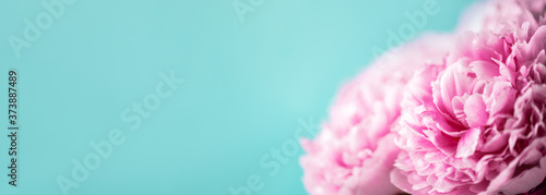 Fototapeta Naklejka Na Ścianę i Meble -  Pink peony flower on blue background. Copy space. Floral composition. Wedding, birthday, anniversary bouquet. Woman day, Mother's day. Macro of peonies flowers