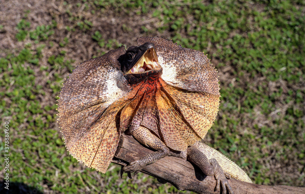 Lézard à collerette, australie du nord. Lézard à collerette, australie du nord.