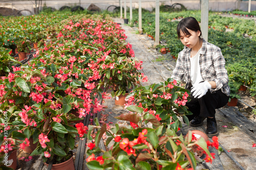 Confident chinese female on plantation of begonia in her greenhouse. High quality photo