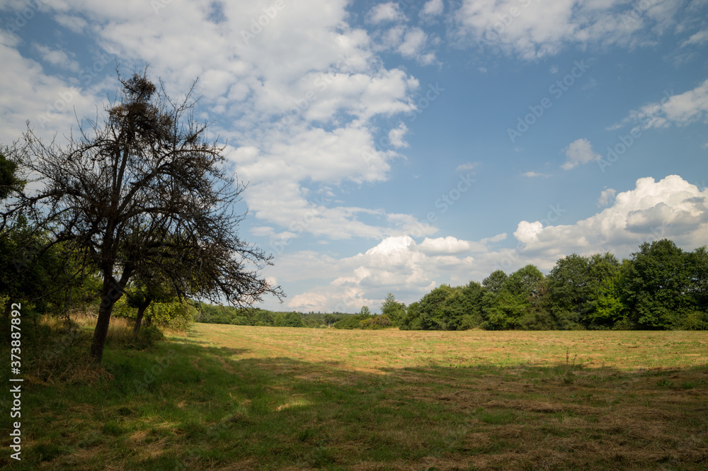 summer landscape meadow and forest border summer landscape meadow and forest border