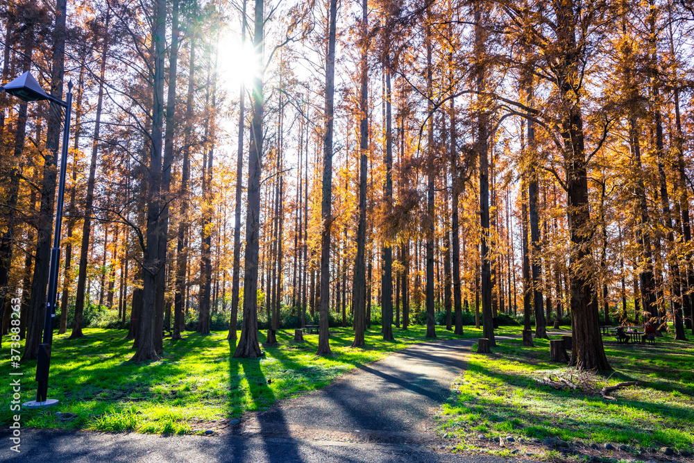 Fototapeta premium 秋の水元公園