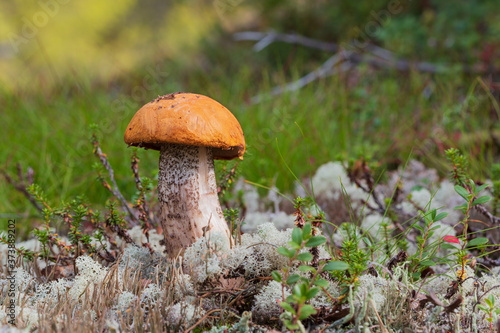 Orange cap boletus in green grass, reindeer lichen, empetrum and blueberry on sunny day. Small fresh mushroom