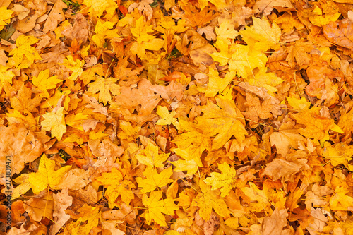 Background of Autumn leaves on the ground