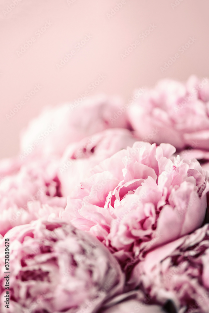 Fototapeta Wedding, birthday, anniversary bouquet. Pink peony flower on pastel background. Copy space. Trendy pastel floral composition. Woman day, Mother's day. Macro of peonies flowers