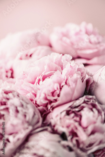 Pink peony flower on pastel background. Copy space. Floral composition. Wedding  birthday  anniversary bouquet. Woman day  Mother s day. Macro of peonies flowers