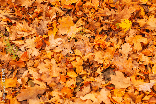 cover of autumn leaves