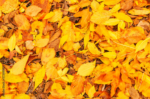 Background of Autumn leaves on the ground