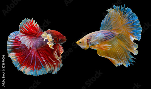 Beautiful movement of red and yellow Betta, Siamese fighting fish, Two betta fish are fighting, Betta splendens, Half moon Betta fish isolated on black background.